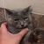 66613-thumb5