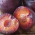 Изюм из черноплодной рябины – кулинарный рецепт