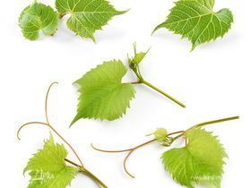 Виноградные листья молодые