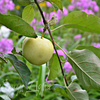 Яблоки, фаршированные карамелизированной сливой