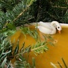 Паштет «Лебединое озеро» с апельсином