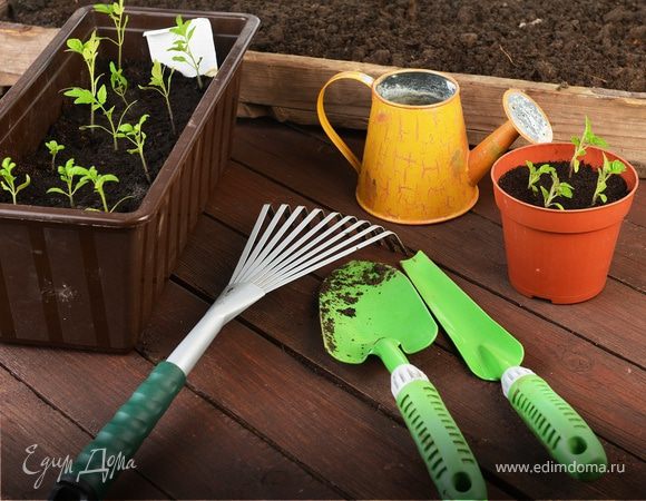 🍒Мини-огород в квартире: как вырастить овощи, зелень и даже клубнику у себя дома