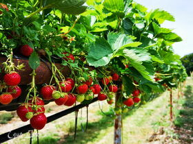 Эксперт: выращивание ягод в РФ оказалось под угрозой