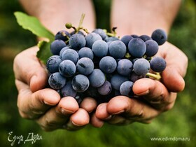 Диетологи реабилитировали темный виноград: причины
