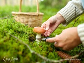 «Активно лезут белые грибы»: когда в России закончится грибной сезон