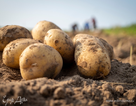 «Как будто салфетку сварили»: шеф-повар о работе с перемерзшим картофелем