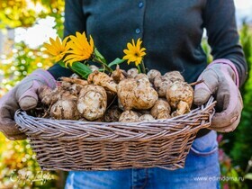 Нутрициолог объяснила, есть ли польза в топинамбуре