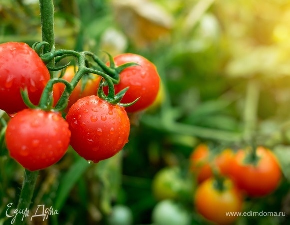 Как вырастить томаты без рассады — вот способ, благодаря которому плоды появятся уже в июне
