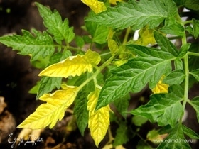 Почему желтеют листья у томатов: биолог подсказала, как спасти рассаду