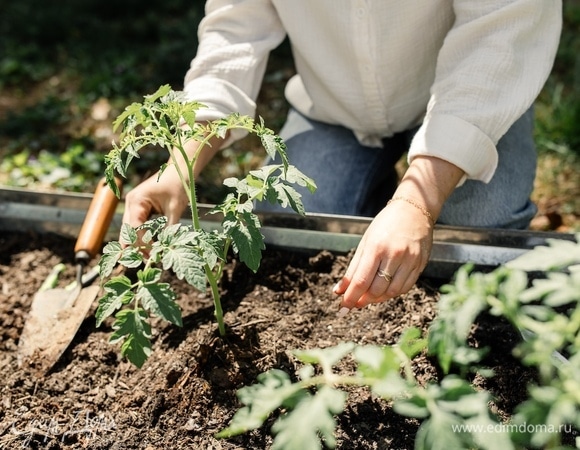 Как спасти сад и огород от июльской жары? Вот что эксперт советует сделать уже сейчас