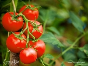 Как ускорить созревание томатов — агрономы раскрыли 2 хитрых способа