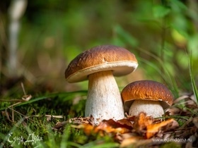 Белый гриб — как правильно собирать «короля» леса и готовить его