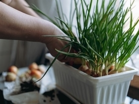 Грядка на подоконнике: эксперт раскрыла, есть ли резон сажать зелень для пищи дома Грядка на подоконнике: эксперт раскрыла, есть ли резон сажать зелень для пищи дома