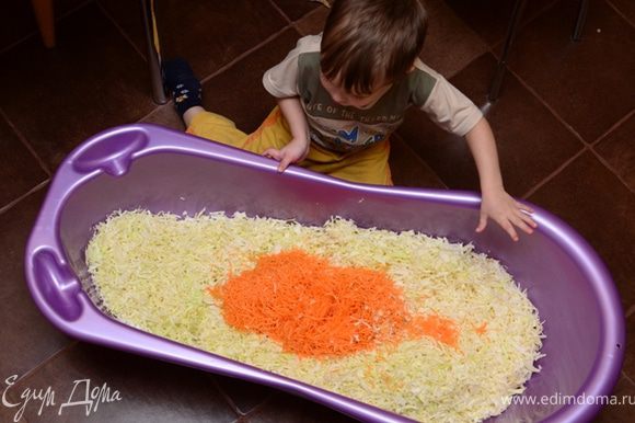 Нашинкуйте капусту как обычно, морковь натрите на терке (я использую кухонный комбайн). Моркови кладите столько, сколько нравится, мы любим класть побольше — получается и красиво, и полезно.