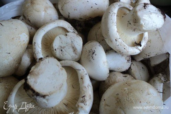 Подготовим грибы, можно брать любые по вашему вкусу. У меня это только свежесобранные крымские белые горные грибы. Эти грибы чем-то напоминают шампиньоны, но пластинки у них светлые. Размер шляпки гриба иногда достигает в диаметре до 40см и эти грибы никогда не бывают червивыми. Растут на плато крымских гор.