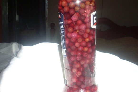 Залить ягоды водкой — она полностью должна покрыть ягоды. Оставить на 2 месяца в холодильнике.