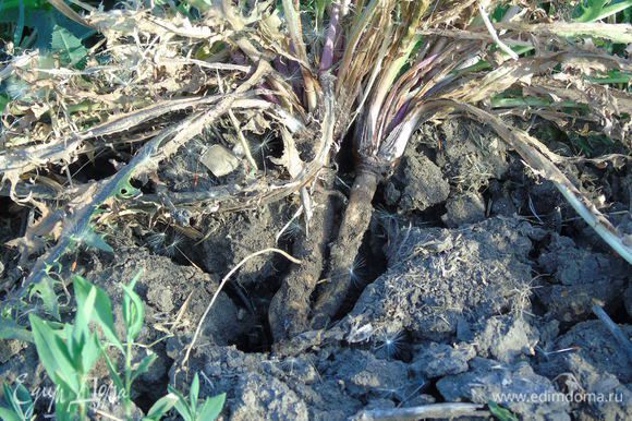 Слегка подкопав, аккуратно вынуть одуванчик из земли вместе с корнем. На 200 мл воды понадобится 2-3 корня.