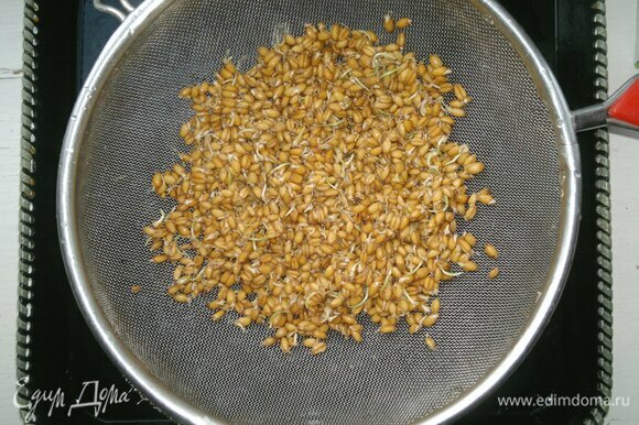 Когда на пшенице появятся ростки длиной 2–3 мм, слить воду и промыть пшеницу в дуршлаге. Пшеница готова к употреблению.