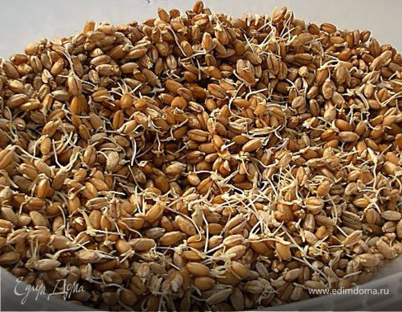 Пророщенные зерна пшеницы - кладезь витаминов!